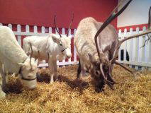 Reindeer