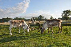 Pair of Male Reindeer