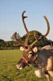 Male Reindeer